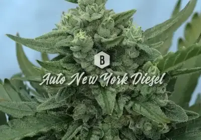 Auto New York Diesel