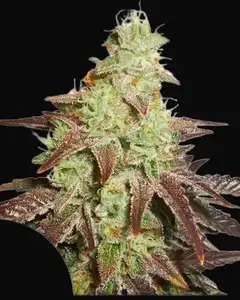 Auto Night Queen