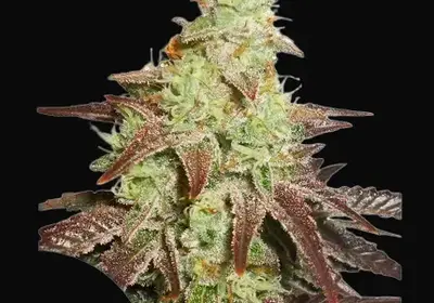 Auto Night Queen