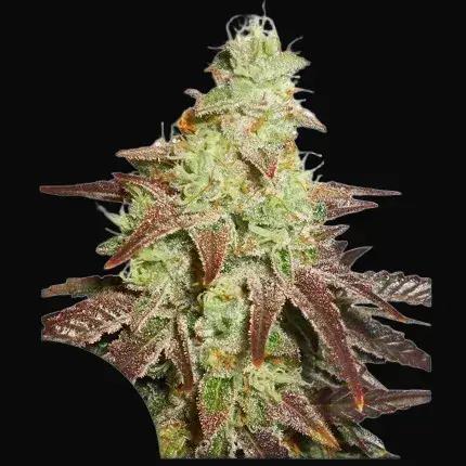 Auto Night Queen