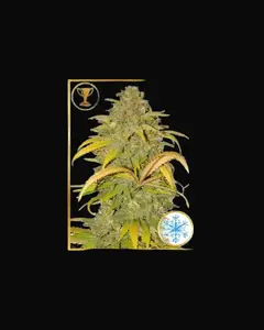 Auto Northern Cream