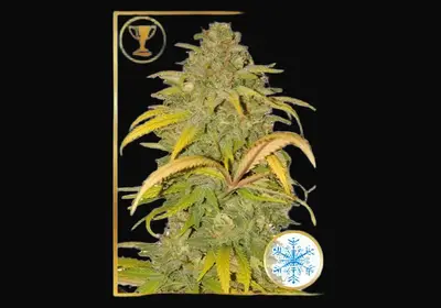 Auto Northern Cream