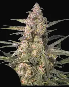 Auto Northern Dragon Fuel