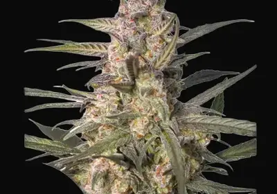 Auto Northern Dragon Fuel