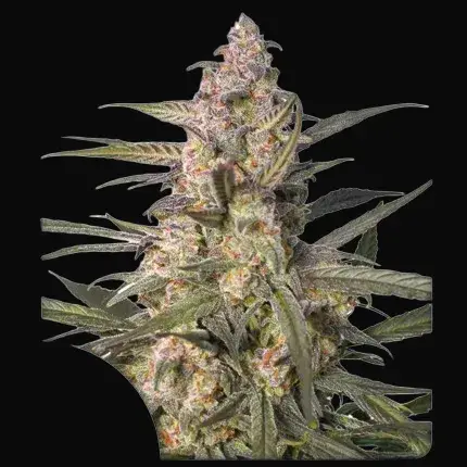 Auto Northern Dragon Fuel