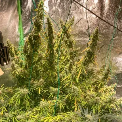 Auto Northern Dragon Fuel — zdjęcie 4