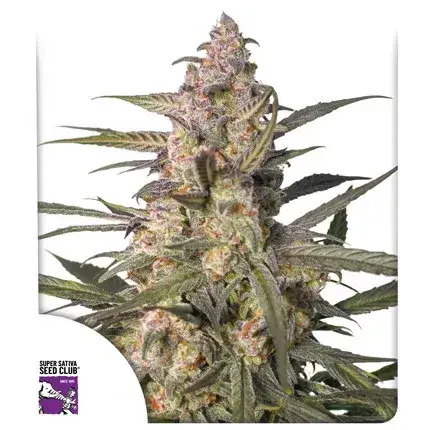 Auto Northern Dragon Fuel