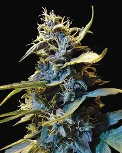 Auto Northern HOG