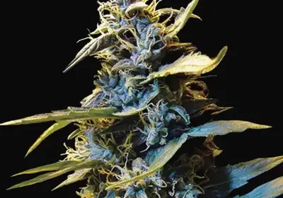 Auto Northern HOG