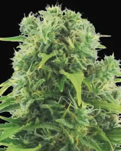 Auto Northern Light