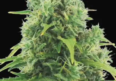 Auto Northern Light