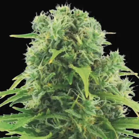 Auto Northern Light