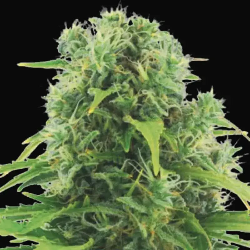 Auto Northern Light
