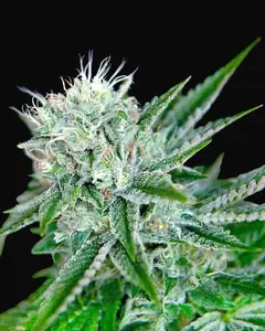 Auto Northern Lights