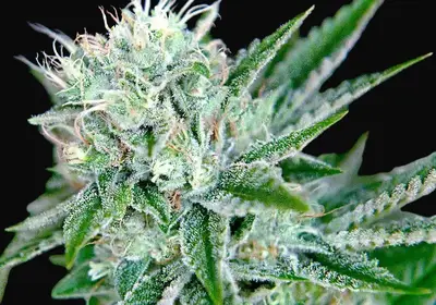 Auto Northern Lights