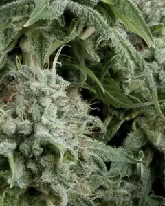 Auto Northern Lights