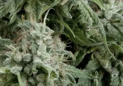 Auto Northern Lights