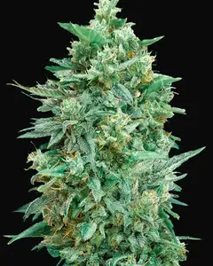 Auto Northern Lights XXL