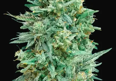 Auto Northern Lights XXL