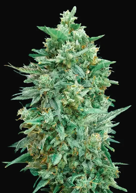 Auto Northern Lights XXL