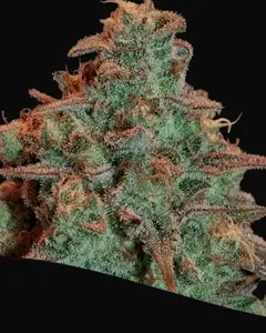 Auto Nova OG
