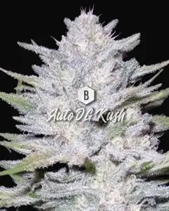 Auto OG Kush