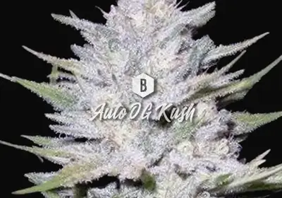Auto OG Kush