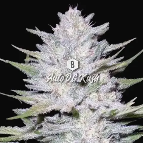 Auto OG Kush