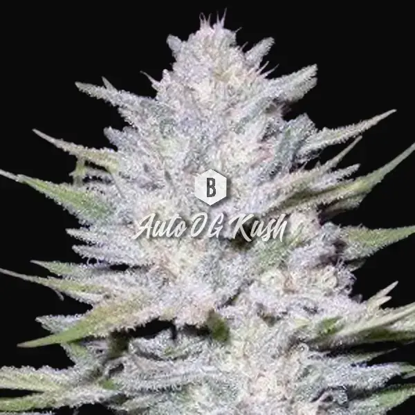 Auto OG Kush