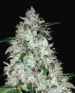 Auto OG Kush