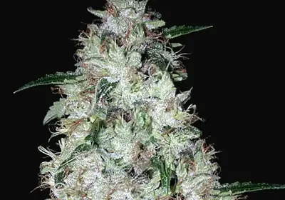 Auto OG Kush