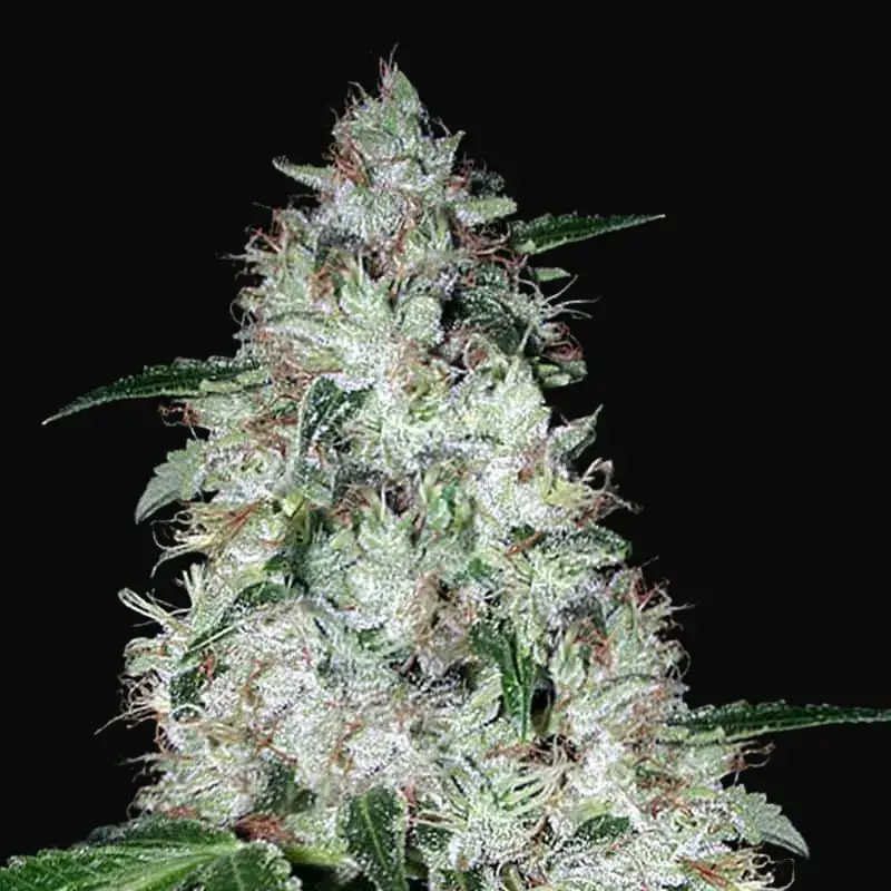 Auto OG Kush