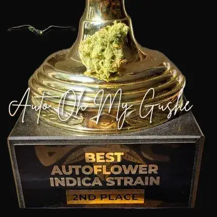 Auto Oh My Gusher — zdjęcie 3
