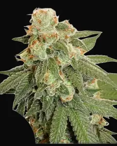 Auto Orange Bud