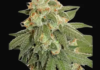 Auto Orange Bud