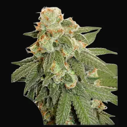Auto Orange Bud