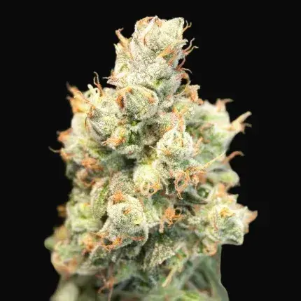 Auto Orange Bud — zdjęcie 5