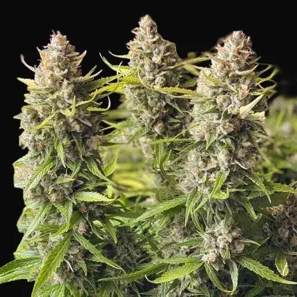 Auto Orange Bud — zdjęcie 2