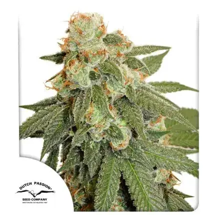 Auto Orange Bud