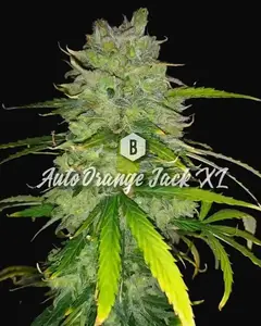 Auto Orange Jack XL
