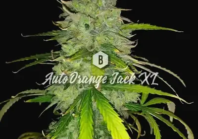 Auto Orange Jack XL