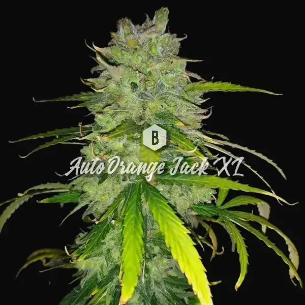 Auto Orange Jack XL