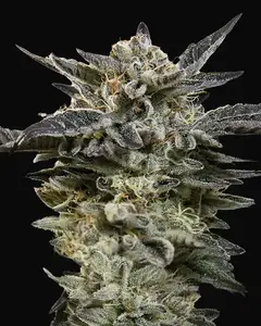 Auto Oreoz