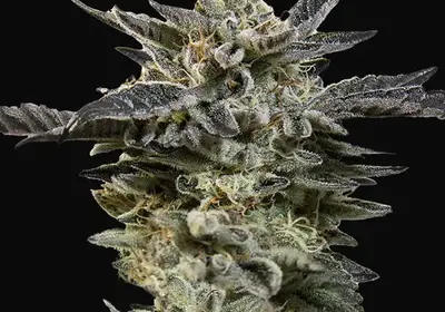 Auto Oreoz