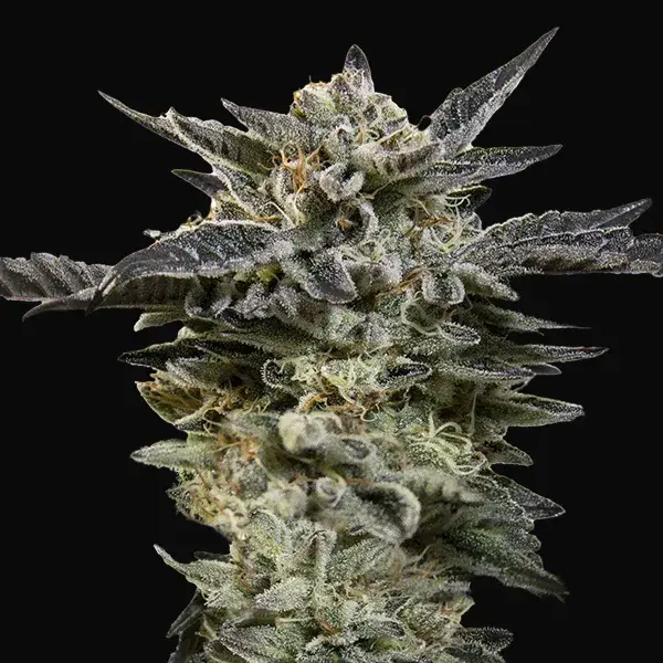 Auto Oreoz