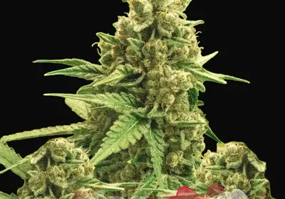 Auto Original Glue