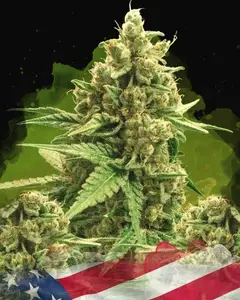 Auto Original Glue