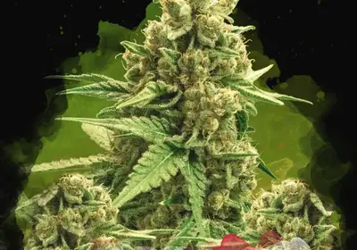 Auto Original Glue