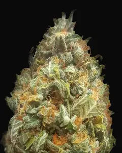 Auto Original Orange Bud