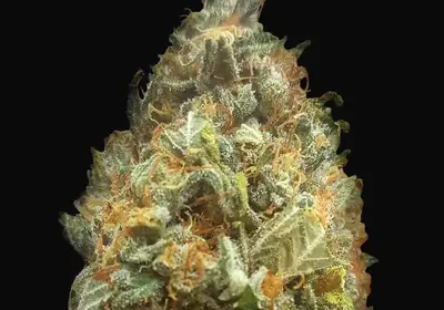 Auto Original Orange Bud